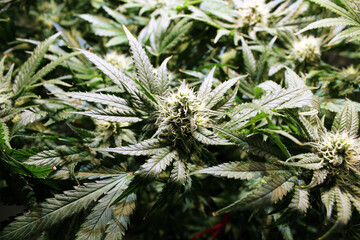 Naklejka na ściany i meble marijuana blooms