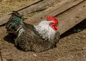 Rooster fall a sleep, farm animal bird