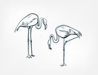 flamingo line one art isolated vector illustration © CharlieNati