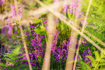 Obraz premium tall grass at the forest border