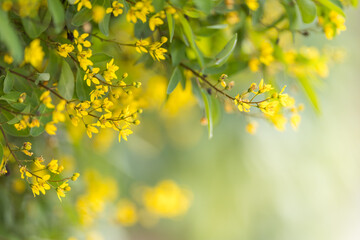 Closeup of nature view yellow flower on blurred greenery background under sunlight with bokeh and copy space using as background natural plants landscape, ecology wallpaper or cover page concept.