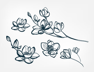 flower magnolia line one art isolated vector illustration