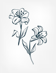 flower line one art isolated vector illustration
