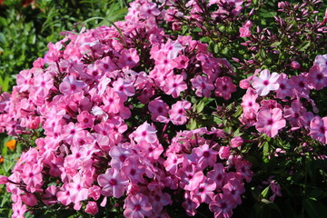 Сиреневые флоксы