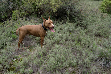 Piyito durante paseo en El Aserrin, Amealco Querétaro