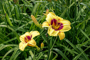 Yellow daylily flowers on a background of green grass