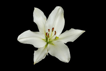 Fototapeta na wymiar Weisse Lilien-Blüte mit Knospen auf Schwarzem Hintergrund