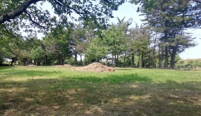 tas d'herbe dans un champs pour compost