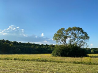Obraz premium Romanian field in the summer