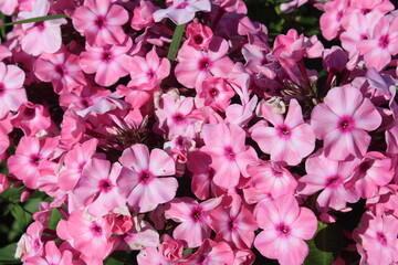 Крупным планом флоксы