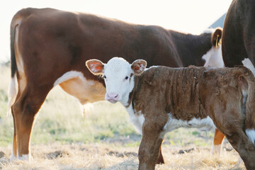 Hereford calf on farm with beef cow herd during summer. © ccestep8