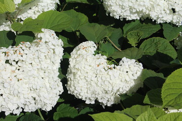 Белые цветы