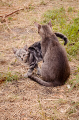 Homeless mother cat with her kitten. Family of stray cats outdoors. Adopt pets, don't shop.