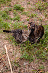 Naklejka premium Homeless mother cat with her kitten. Family of stray cats outdoors. Adopt pets, don't shop.