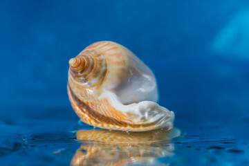 Seashell on a blue water background. Macro photo. Seashell close-up. Reflection of a seashell in water. Seashell texture. Water texture. Blue background. Water drops. Bokeh