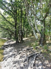 Fototapeta na wymiar arbres et leurs racines au bord de l'eau