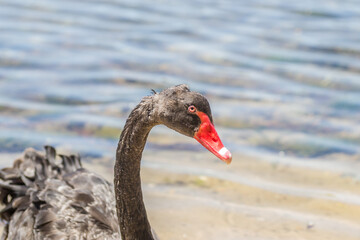 Fototapeta premium A pair of black swans at the entrance to Kukunaries beach, Greece 