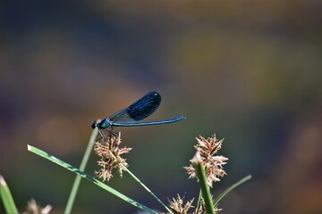 caballito del diablo azul