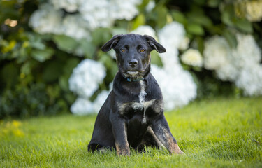 Portrait of small black mixed breed puppy on grass in garden