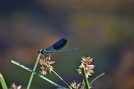 caballito del diablo azul
