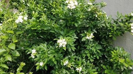 green leaves white flowers in the garden