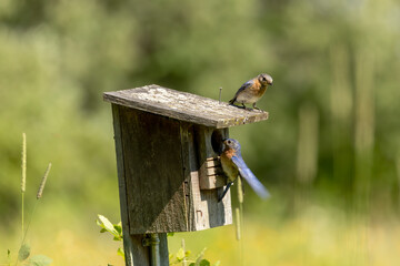 Eastern Bluebird nesting in an old birdhouse