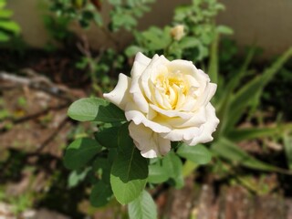 single yellow rose