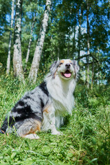 Australian Shepherd with rare eye heterochromia. One eye is light blue the other eye is brown. The dog is sitting on the green grass.