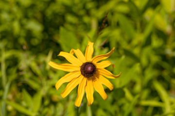 Blooming bright yellow daisies with natural background