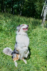 Australian Shepherd with rare ocular heterochromia. One eye is light blue, the other brown. The dog...
