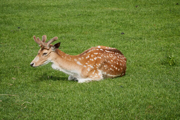 Sika deer, Cervus nippon also known as the spotted deer or the Japanese deer. Ruminant mammal is lay on field