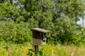 Eastern Bluebird nesting in an old birdhouse