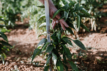 Photos in an organic garden with your farmer.