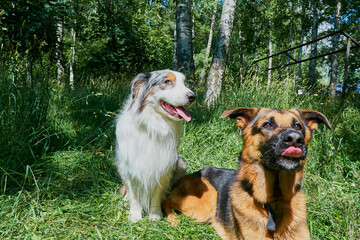 Australian Shepherd and German Shepherd on green grass. Australian Shepherd sitting, German Shepherd lying