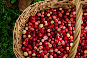Fototapeta na wymiar Fresh cranberries, autumn harvest in a basket.