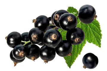 Black currants isolated on white background with clipping path