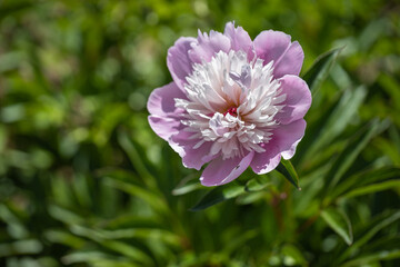 Pink peony bud on a green background.