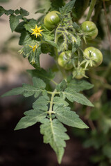 Green fruits of tomatoes grow in a greenhouse.