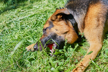 One year old German shepherd puppy gnawing a toy on the grass against a background of greenery