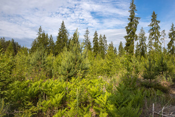 Coniferous trees of different ages against the blue sky.