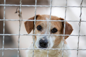 Dog behind bars in shelter