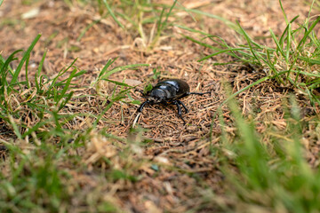 A bug on the grass stock photo