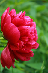 bright red peony flower close up