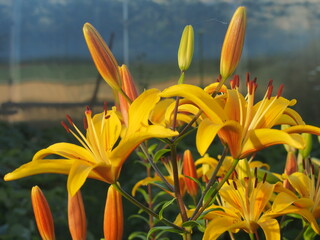 Obraz premium Yellow lilies bloomed in the garden. Floriculture.