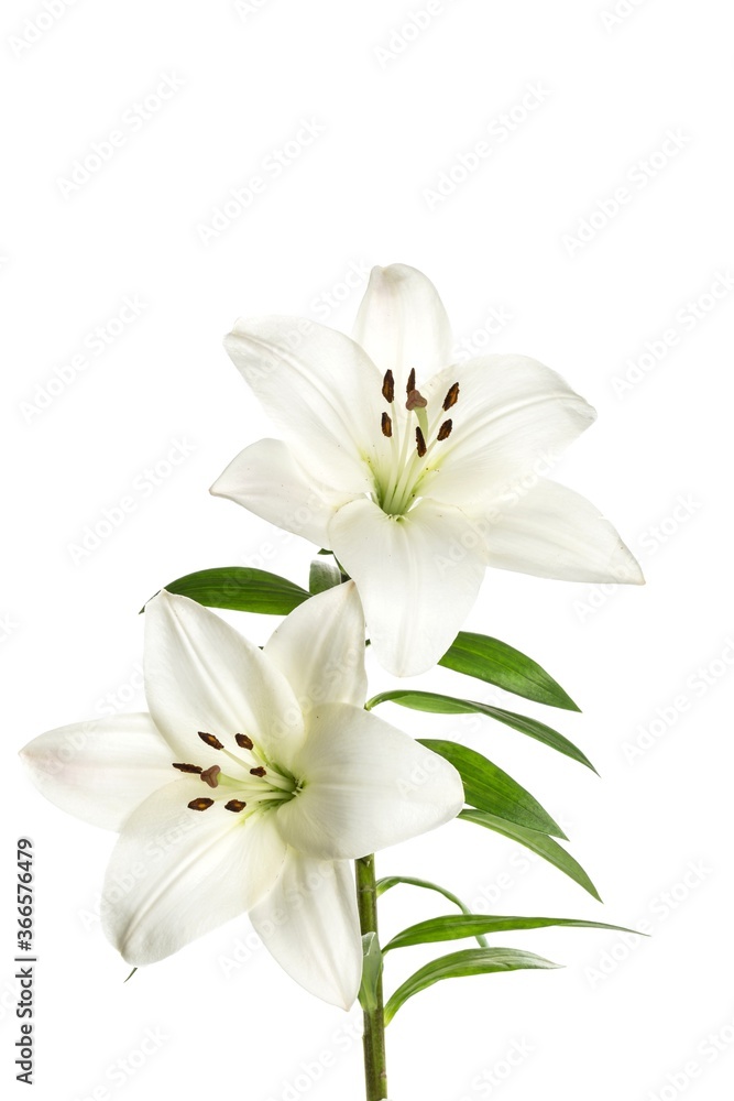 Wall mural white lily flower - Wall murals