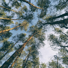 trees and sky