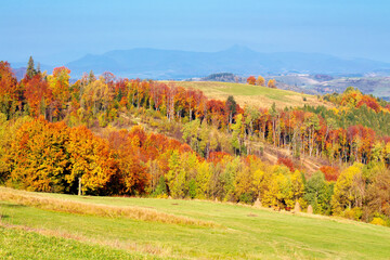 Naklejka premium mountain landscape in autumn. forest in fall colors. wonderful nature scenery on a sunny day. meadows rolling in to the distant ridge