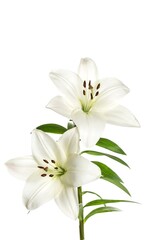 Fototapeta na wymiar white lily flower