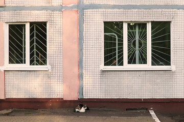 Сats lie on the street. Stray cats outdoors. Homeless animals concept. Animal day concept.