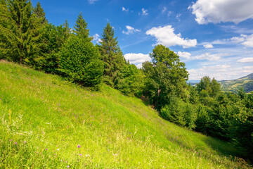 Fototapeta na wymiar summer mountain landscape. trees on the green grassy hill. puffy clouds on the blue sky. idyllic scenery. view in to the distant valley on a sunny day